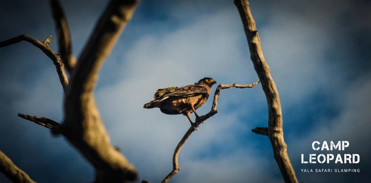 ホテル Camp Leopard - Yala Safari Glamping エクステリア 写真