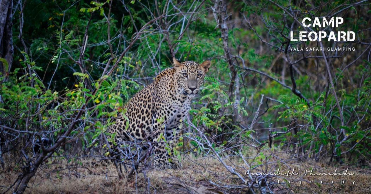 ホテル Camp Leopard - Yala Safari Glamping エクステリア 写真
