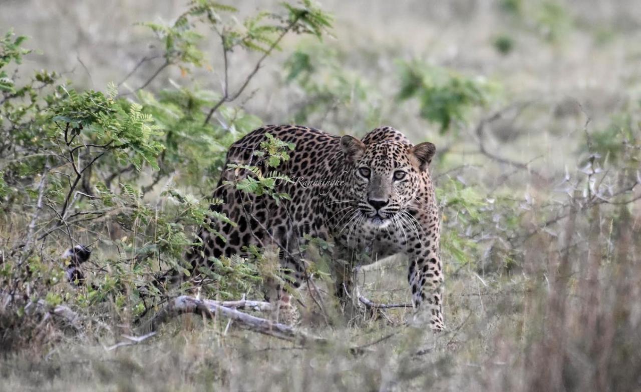 ホテル Camp Leopard - Yala Safari Glamping エクステリア 写真