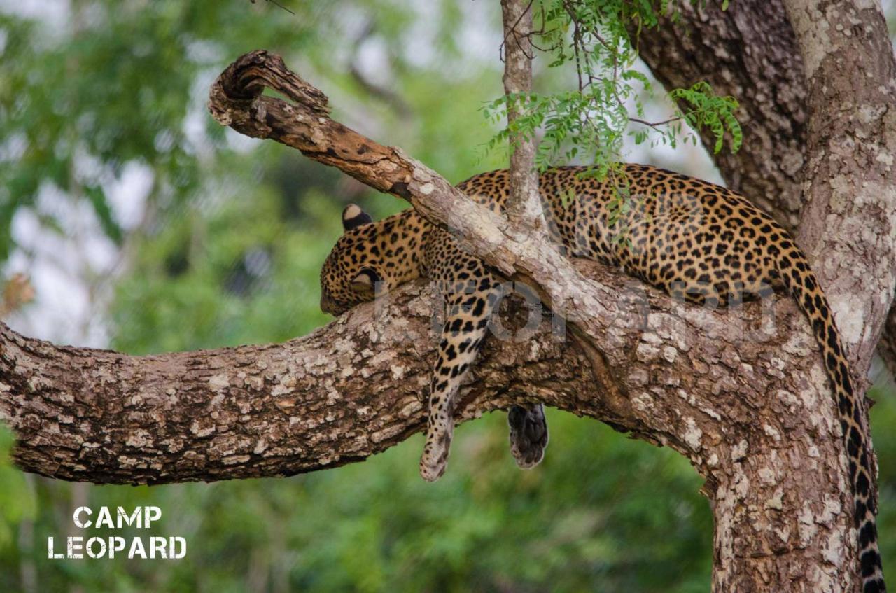 ホテル Camp Leopard - Yala Safari Glamping エクステリア 写真