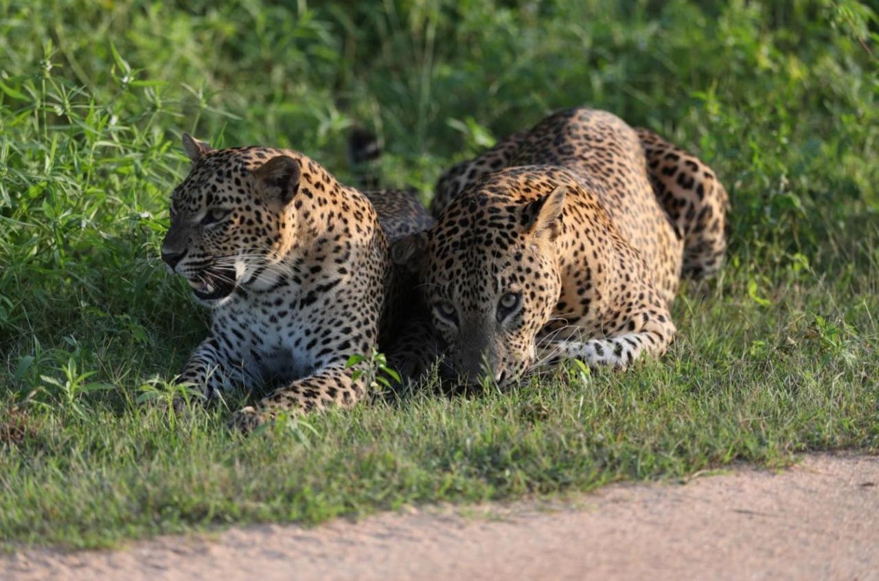 ホテル Camp Leopard - Yala Safari Glamping エクステリア 写真