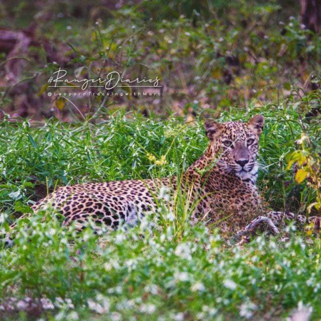 ホテル Camp Leopard - Yala Safari Glamping エクステリア 写真