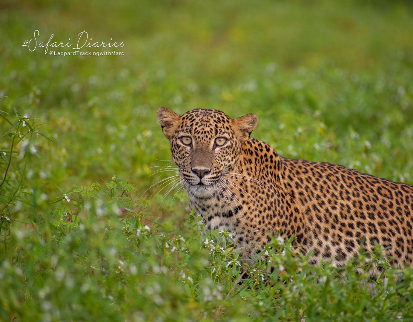 ホテル Camp Leopard - Yala Safari Glamping エクステリア 写真