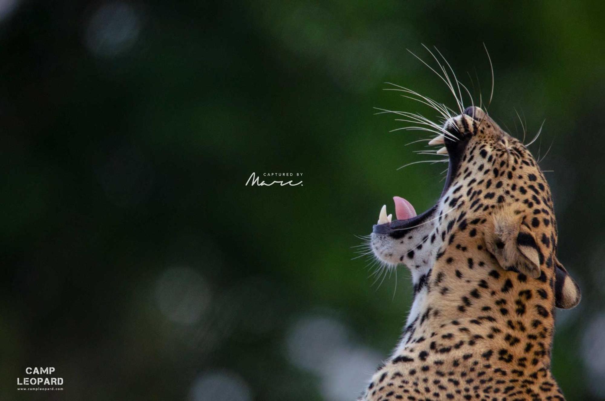 ホテル Camp Leopard - Yala Safari Glamping エクステリア 写真