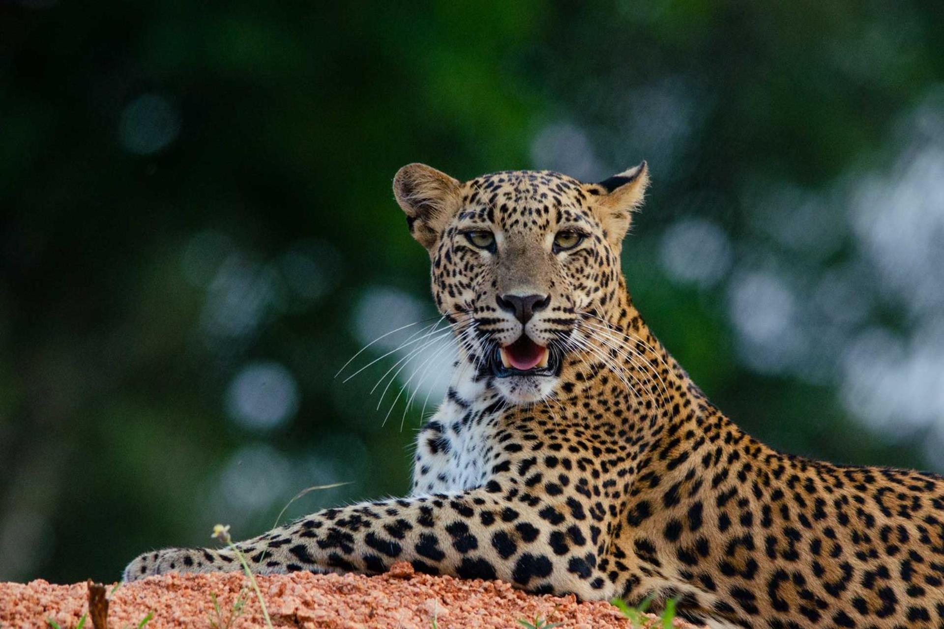 ホテル Camp Leopard - Yala Safari Glamping エクステリア 写真